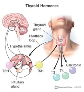 Thyroid gland and treatment with ashrafshahin..com