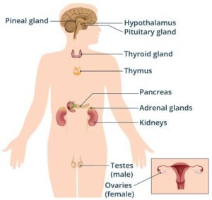 Thyroid gland and treatment with ashrafshahin..com